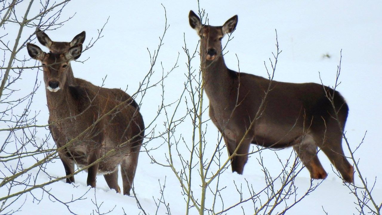 Giresun’da doğaya bırakılan kızıl geyiklerin sayıları çoğalıyor