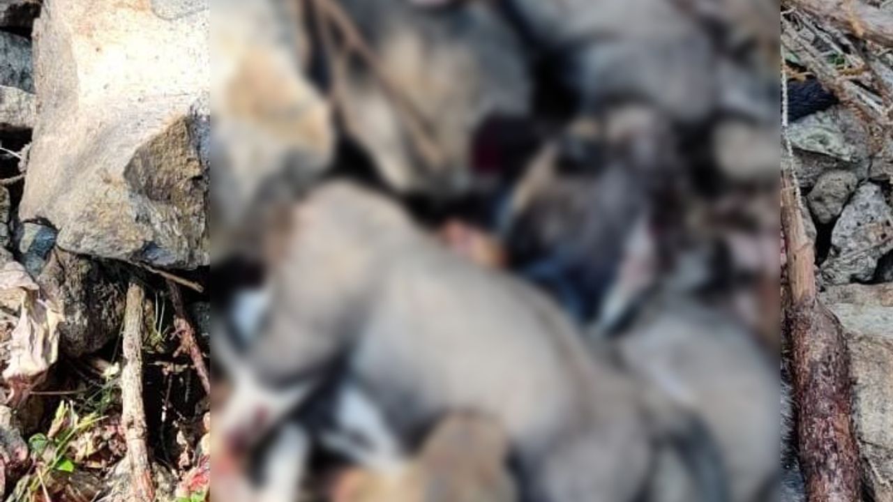 Giresun'da 8 köpek yavrusu vahşi hayvan tarafından öldürüldü