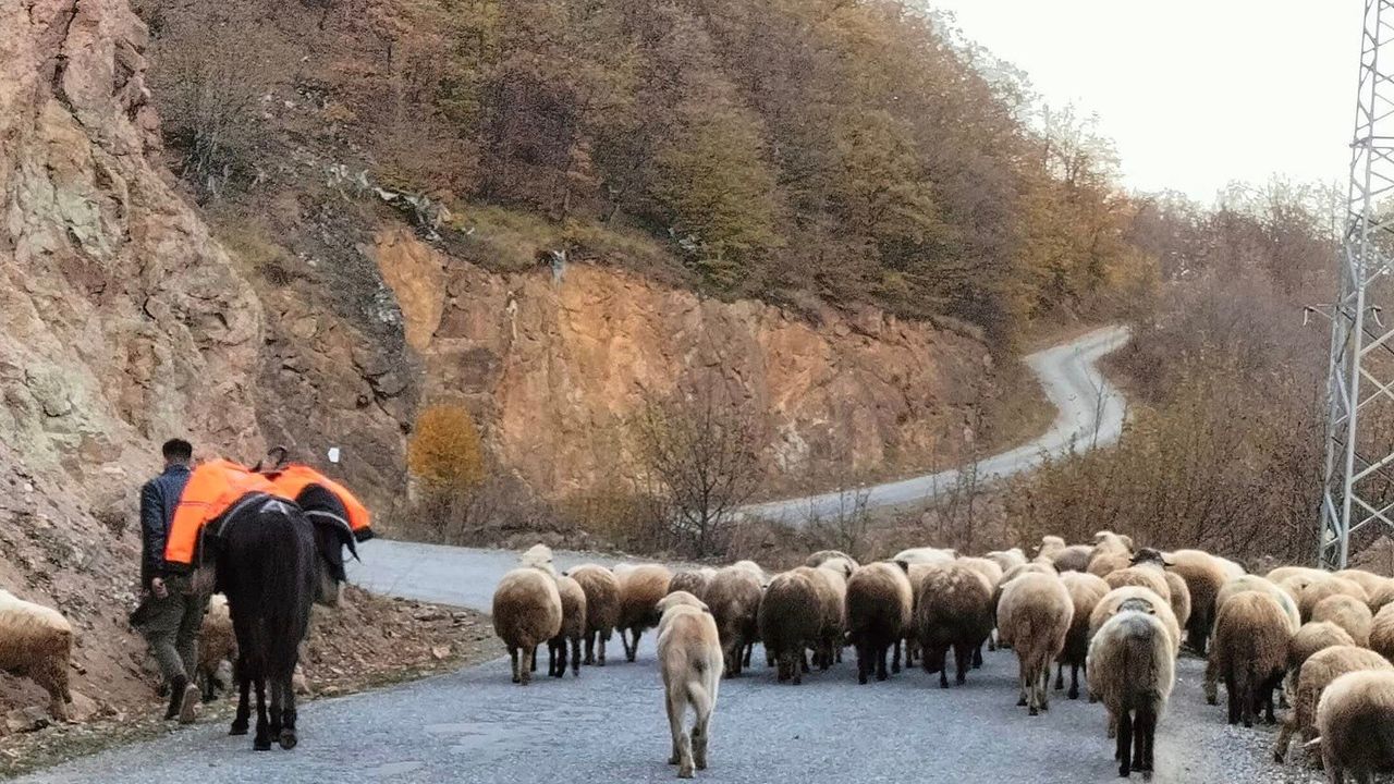 Yaylalarda çobanların sürüleriyle göçü başladı