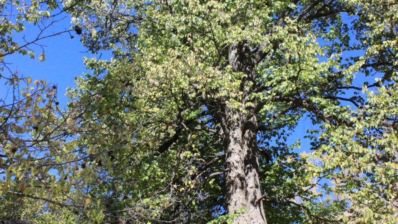 Türkiye’nin en büyük fındık ağacı Giresun’da