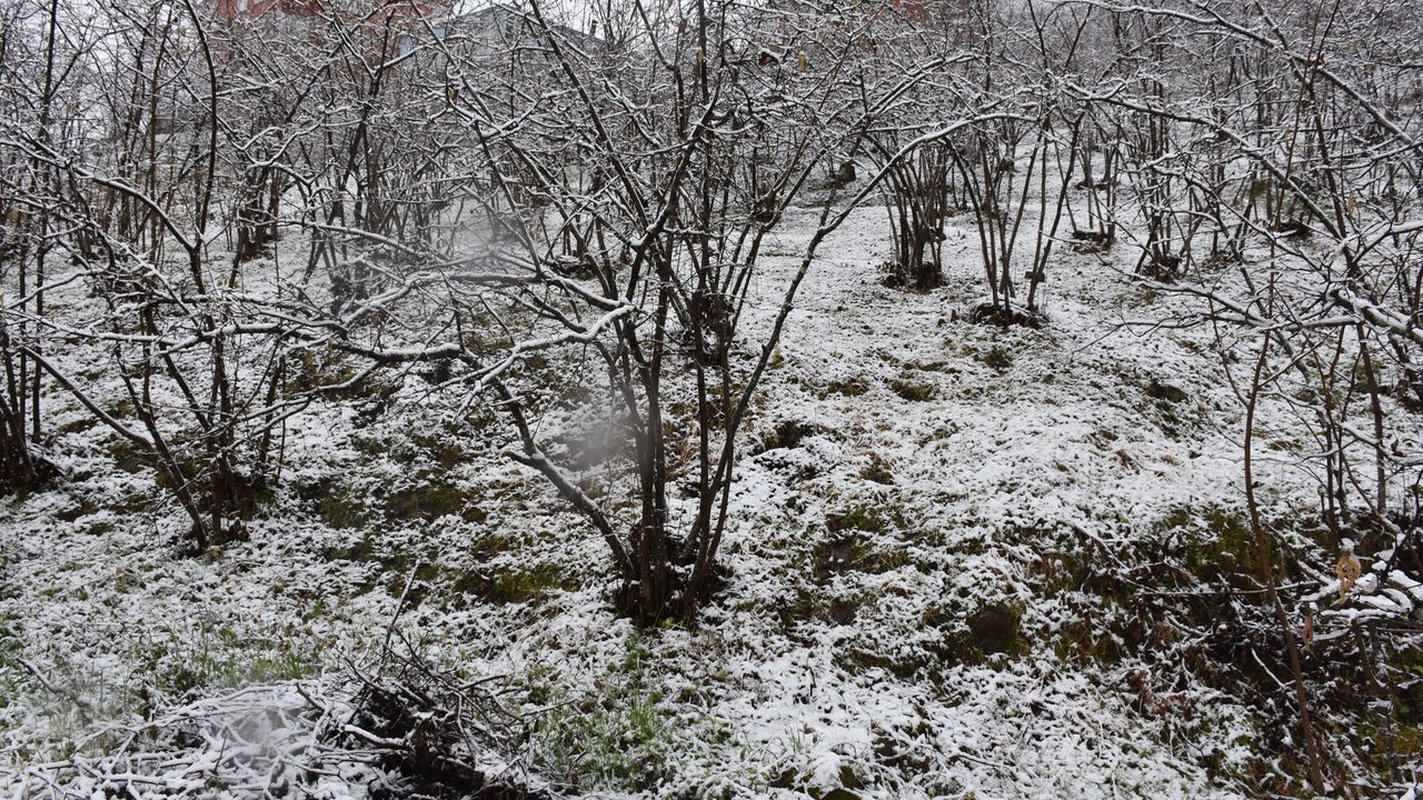 Giresun'da etkili olan kar yağışı fındık üreticilerini sevindirdi