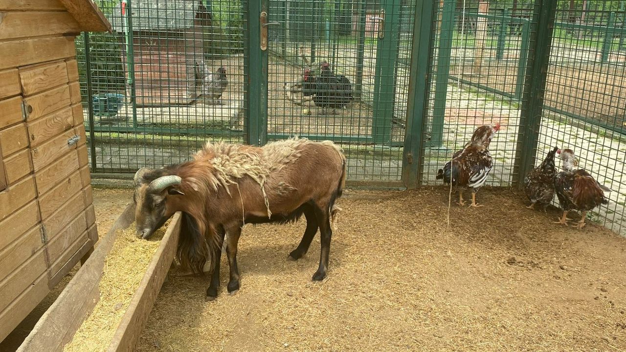 Hayvanat Bahçesi ziyaretçilerini bekliyor