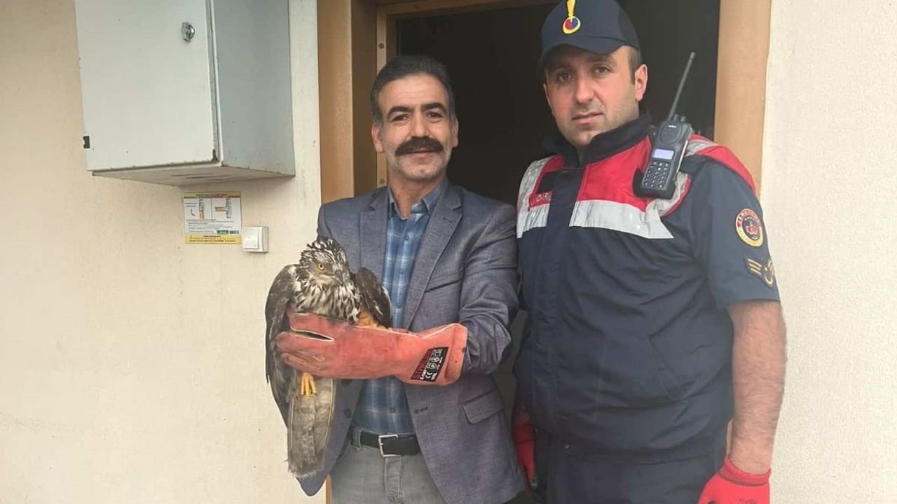 Yaralı halde bulunan 3 kuş koruma altına alındı