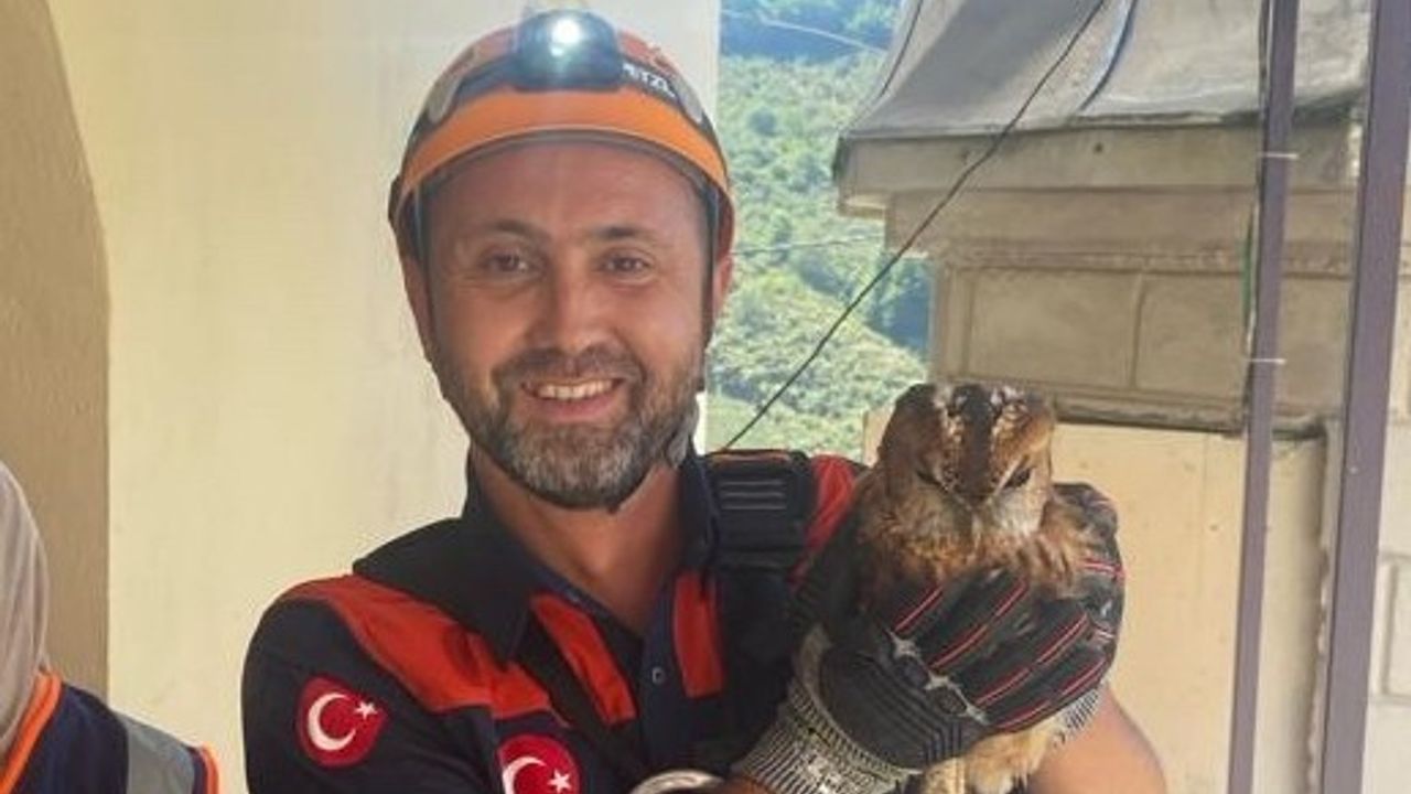 Giresun'da minarede mahsur kalan yavru baykuş kurtarıldı