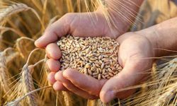 Buğday ve arpa yetiştiricilerine destek verilecek