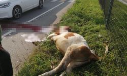 Giresun'da otomobilin çarptığı inek öldü