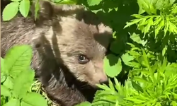 Vatandaşların bulduğu ayı yavrusu koruma altına alındı