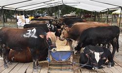 Kurban pazarlarında satılmayan hayvanları Et ve Süt Kurumları alacak