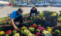Giresun Belediyesi, mevsimlik çiçek dikimine başladı