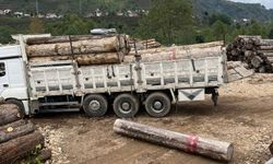 Üzerine tomruk düşen kişi hayatını kaybetti