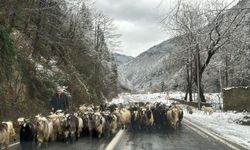 Kar nedeniyle çobanlar sürüleriyle dönüş yoluna geçti