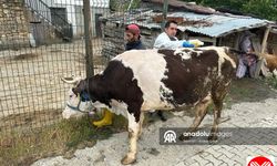 Giresun'da KKKA Hastalığına Yol Açan Kenelere Karşı Mücadele Çalışmaları Sürüyor