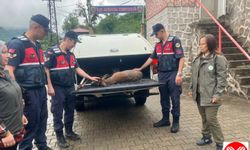 Yaralı Karacaya Jandarma Şefkati