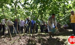 Ordu Tarım ve Orman İl Müdürlüğünden Fındık İçin Önemli Uyarı