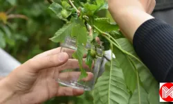 Giresun'da Kestane Ormanlarına Gal Arısıyla Mücadele İçin Faydalı Böcek Salındı