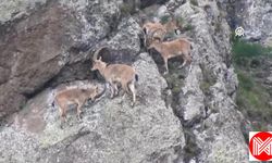 Gümüşhane'de Dağlık Alanda Ayılar Ve Yaban Keçileri Görüntülendi