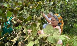 Milletvekili Sibel Suiçmez; Fındık 200 TL Açıklanmalıdır