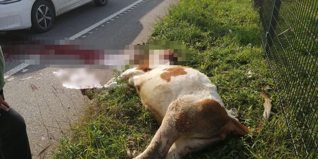 Giresun'da otomobilin çarptığı inek öldü