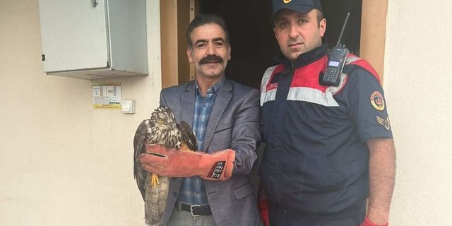 Yaralı halde bulunan 3 kuş koruma altına alındı