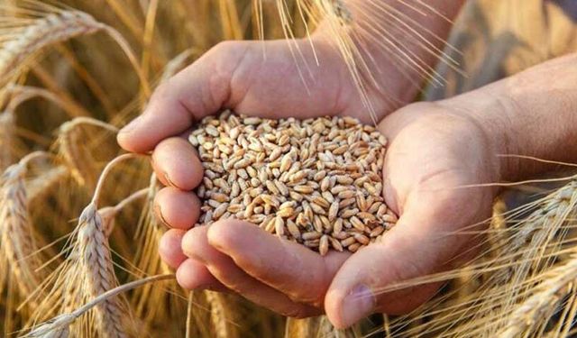 Buğday ve arpa yetiştiricilerine destek verilecek