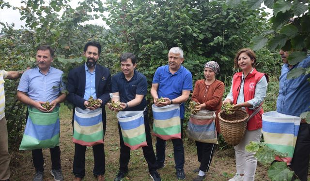 Espiye'de Fındık Hasadına Başlandı