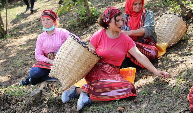 ‘Fındık Hasat Şenliği’ ile Giresun'da fındık sezonu başladı