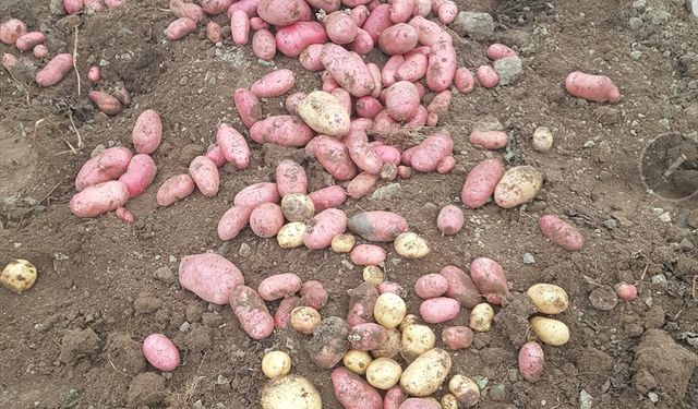 Espiye ve Güce'deki yaylalarda patates hasadı başladı