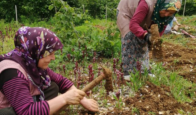 Espiye'de salep hasadına başlandı