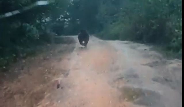 Yayla yolunda önüne çıkan yavru ayıyı aracıyla kovaladı