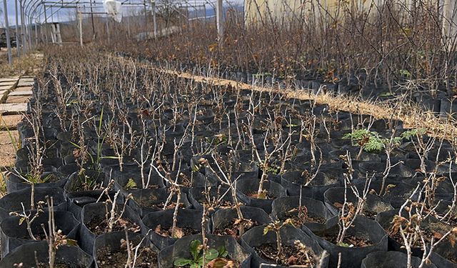 Kuraklığa dayanıklı Türk fındığı fidanları Kastamonu'da yetiştiriliyor