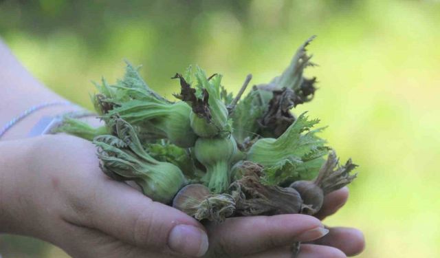 Ordu’da sel ve heyelan sonrası fındık bahçeleri zarar gördü