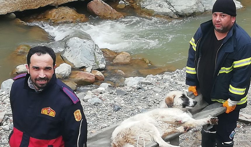 Dereye düşen köpek itfaiye ekiplerince kurtarıldı