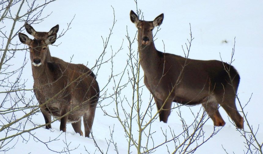 Giresun’da doğaya bırakılan kızıl geyiklerin sayıları çoğalıyor
