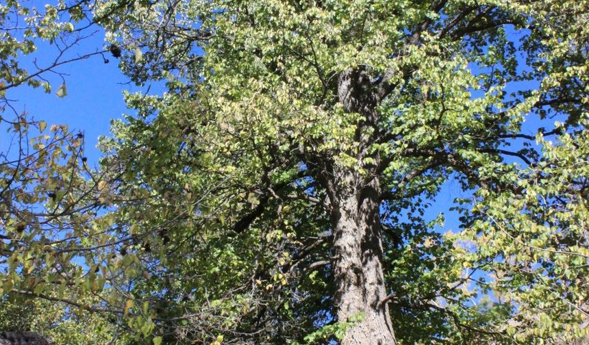 Türkiye’nin en büyük fındık ağacı Giresun’da