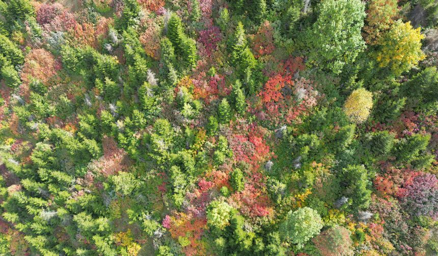 Giresun yaylalarındaki sonbahar güzelliği dron ile görüntülendi