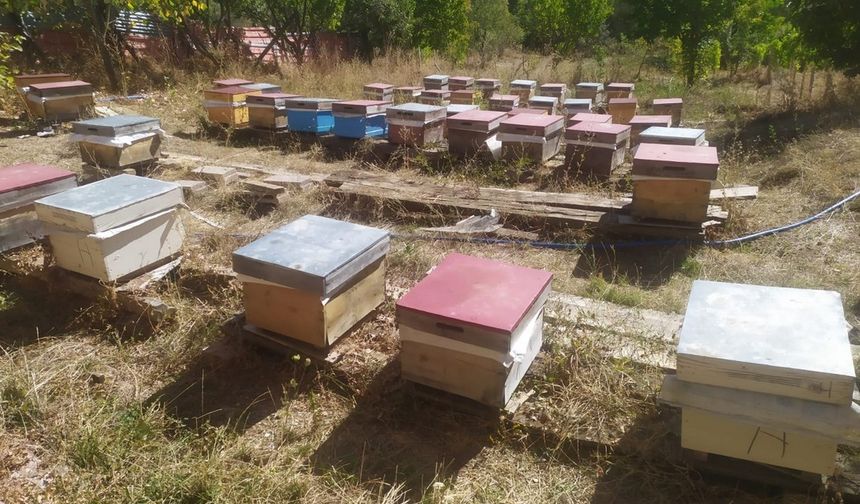 Alucra'daki arı ölümleri inceleniyor
